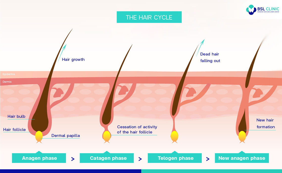 Hair Growth Intervals and Life Cycle Phases