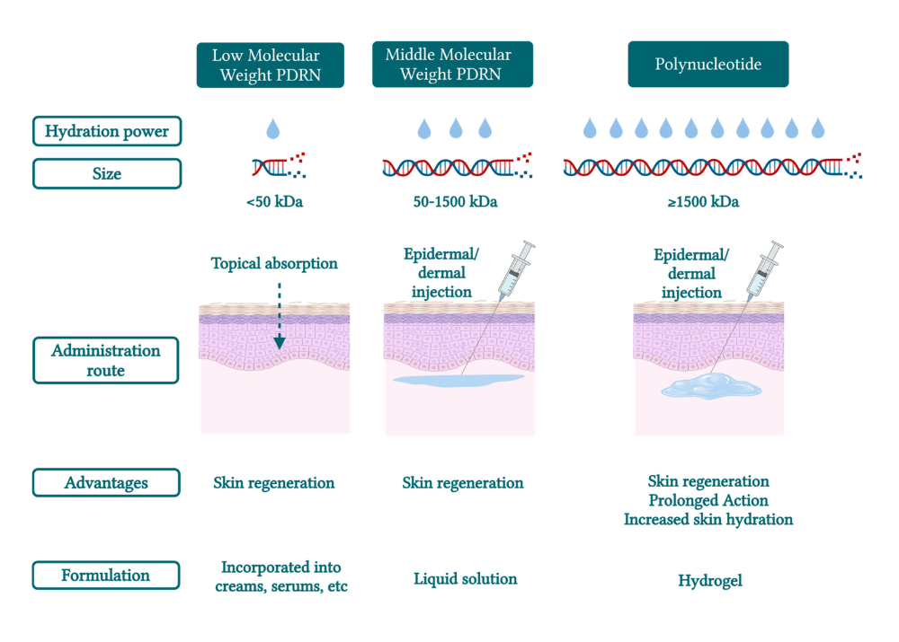 rejuran healer polynucleotide vs pdrn comparison skin booster hydration collagen balance rejuran rejuvenation with pn