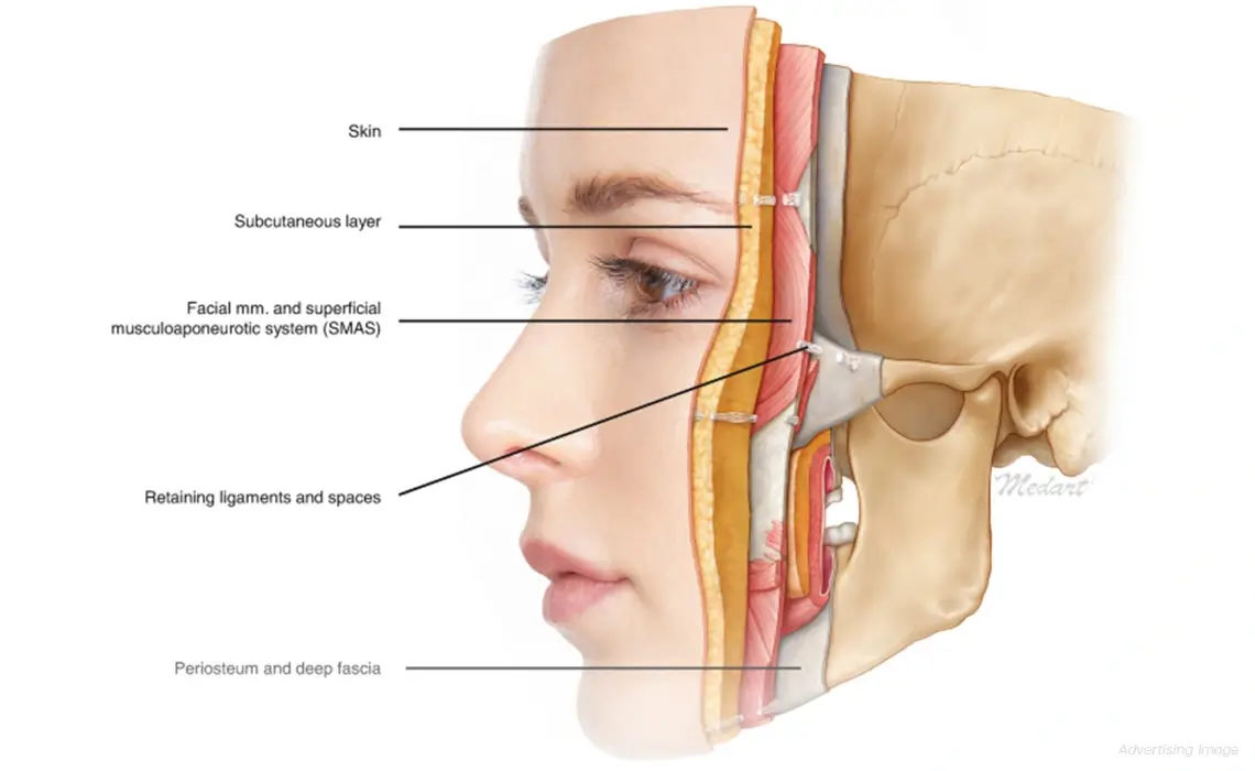 Facial Ageing Structural Layers